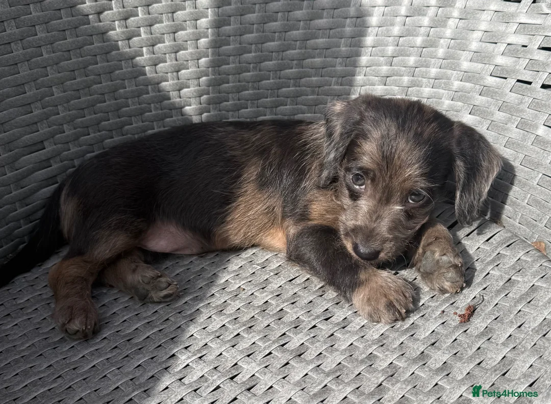 Mixed Breed dogs for sale: Stunning quality Daxipoo pups   - Advert 1