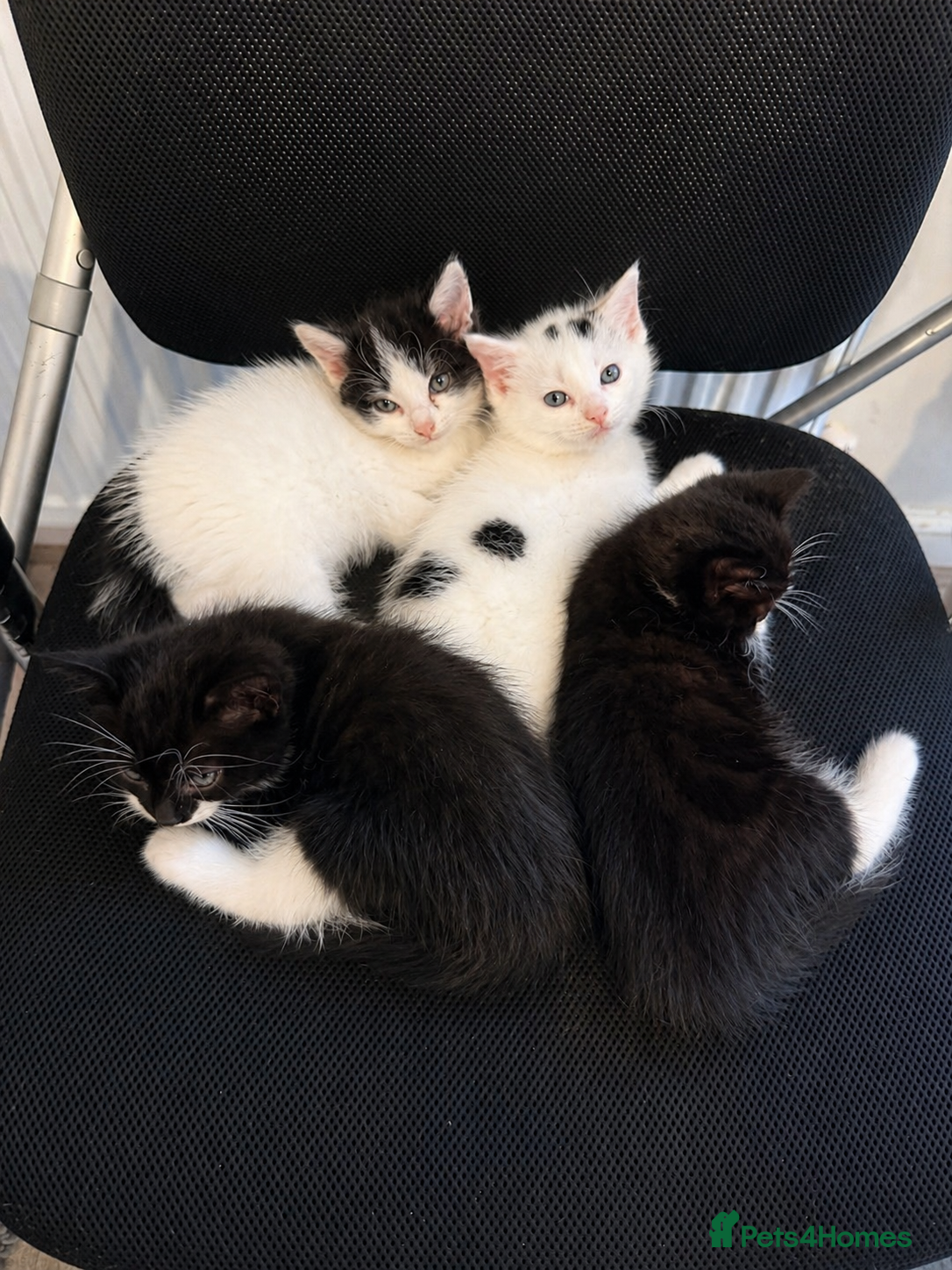 Mixed Breed cats Fluffy Maincoon X child friendly kittens  - Advert 1