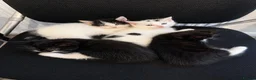 Mixed Breed cats for sale: Fluffy Maincoon X child friendly kittens # 1 left! - Advert 1