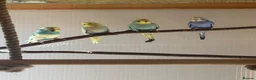 Budgerigars birds for sale: Budgies - Advert 1