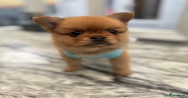 Mixed Breed dogs - Advert 13