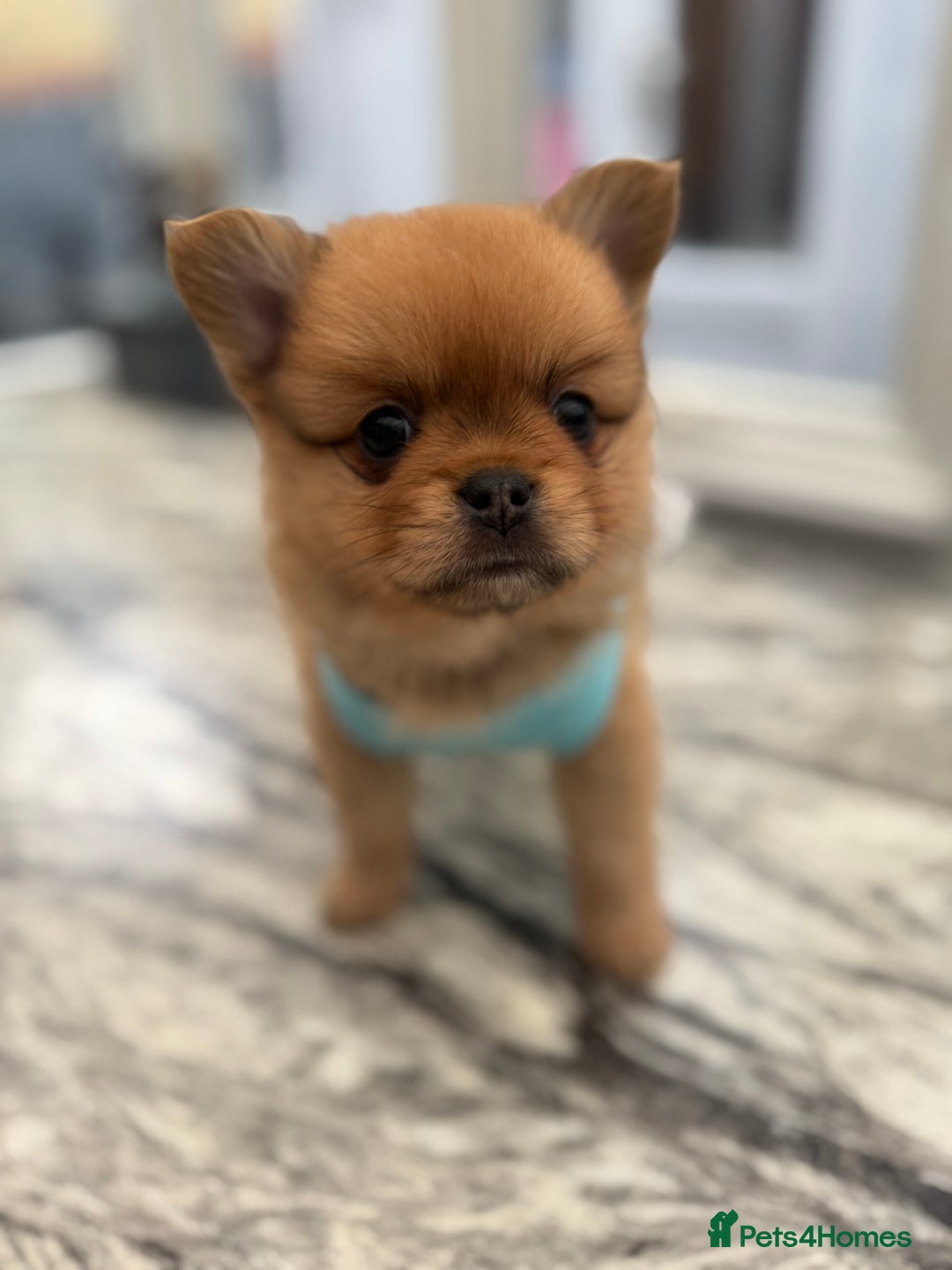Mixed Breed dogs for sale: NEW BREED! Pomeranian x FULL FLUFFY FRENCHIE  - Image 4