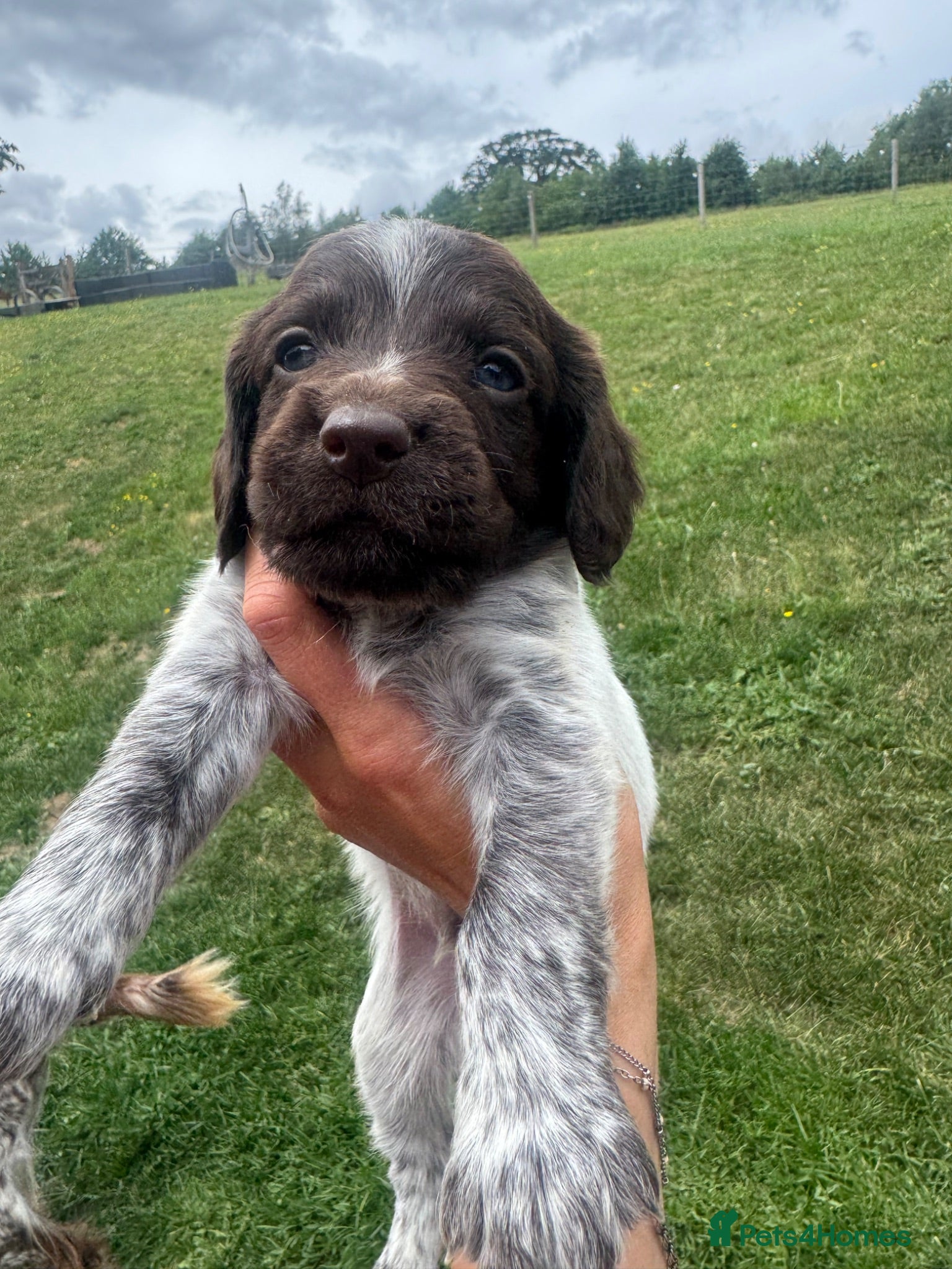 Sprocker dogs Sprocker puppies FINAL 3 REMAINING - Advert 4