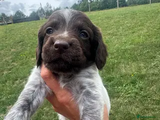 Sprocker dogs Sprocker puppies FINAL 3 REMAINING - Advert 5