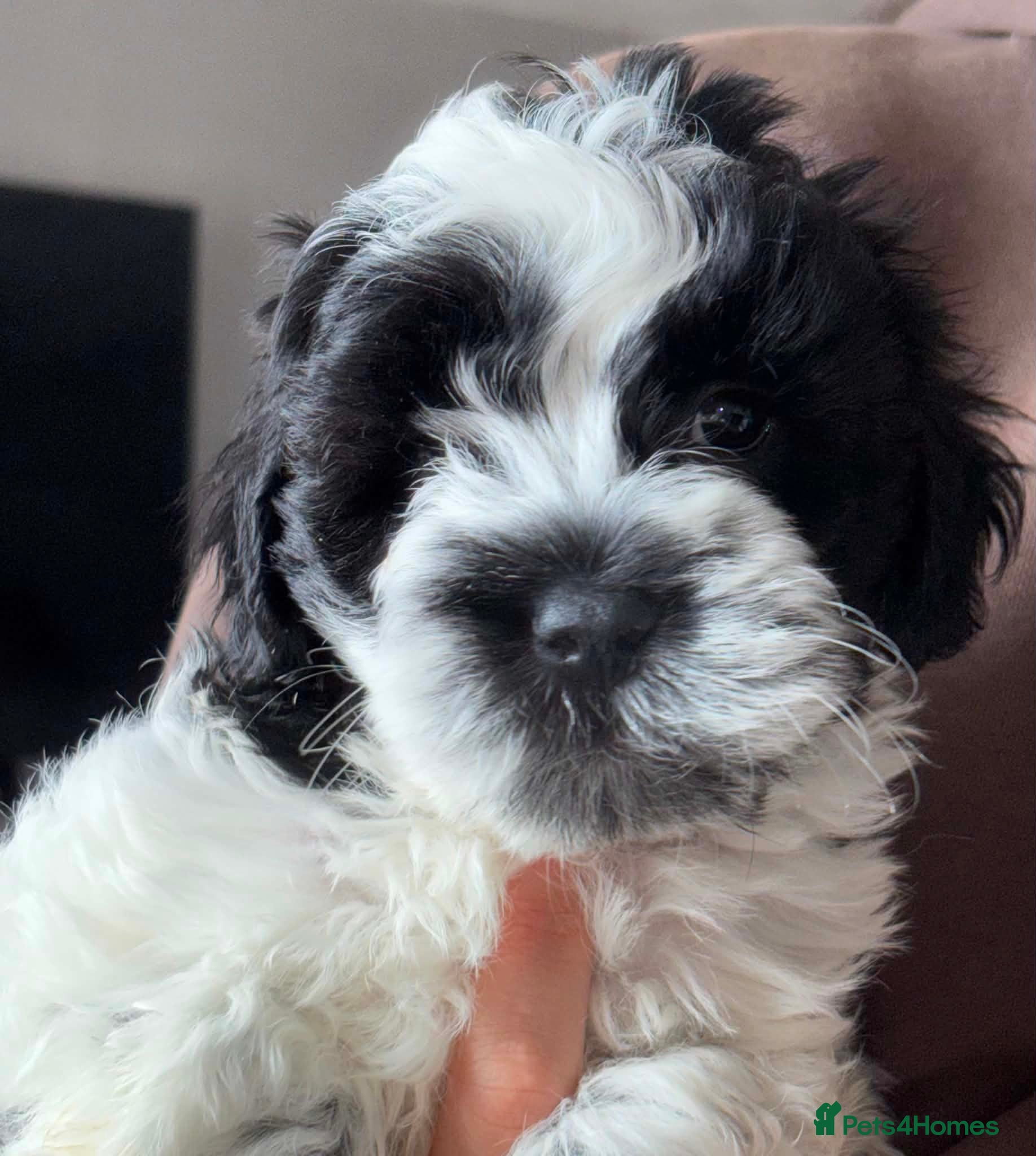 Shihpoo dogs Shihpoo puppies - Advert 20