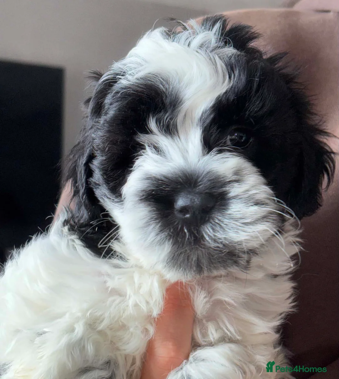 Shihpoo dogs for sale: Shihpoo puppies - Advert 1