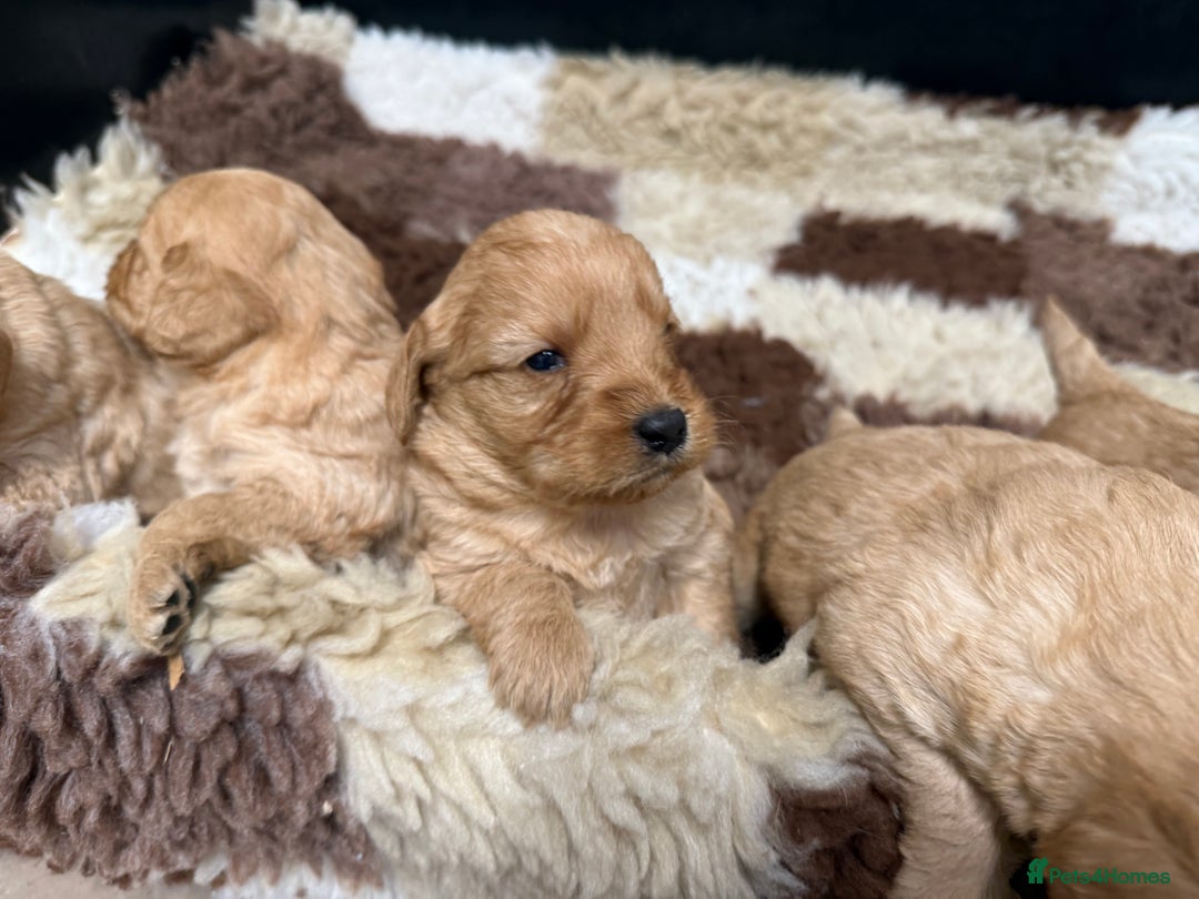 Labradoodle dogs for sale: Beautiful Miniature F1 Labradoodles - Advert 10