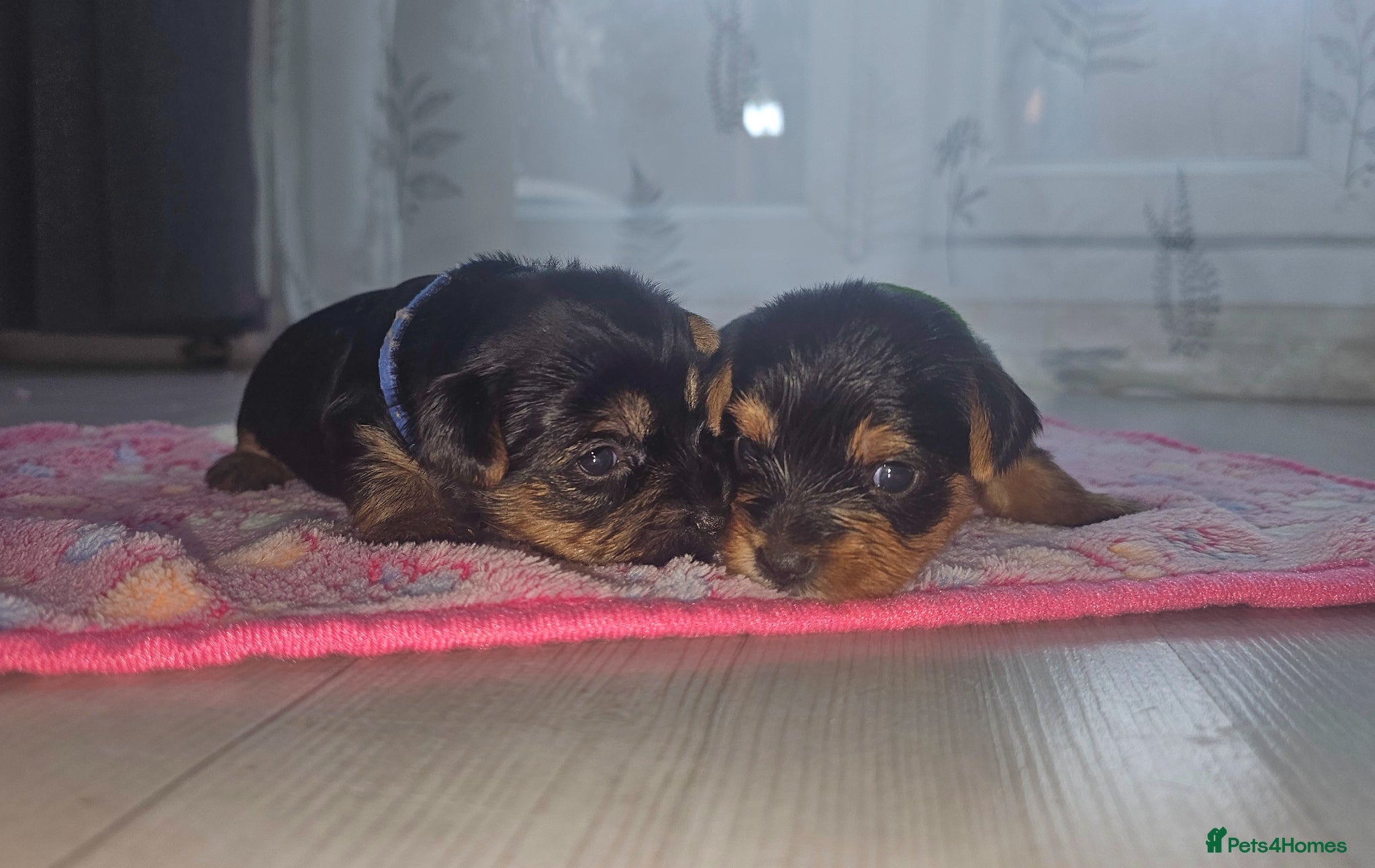 Yorkshire Terrier dogs 2 Girls and 1 boy left. Yorkshire Terrier puppies  - Advert 2