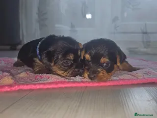 Yorkshire Terrier dogs 2 Girls and 1 boy left. Yorkshire Terrier puppies - Advert 2