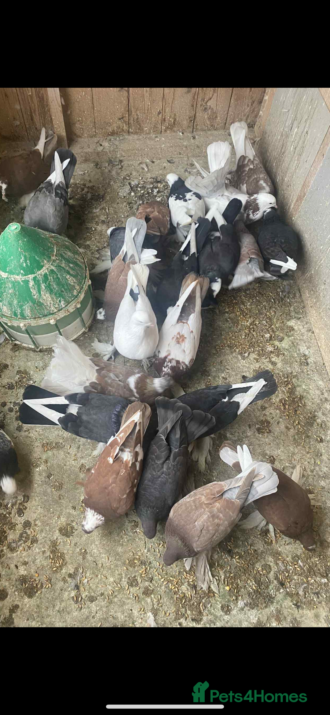 Pigeons birds for sale: Tumbler pidgeons  - Advert 3