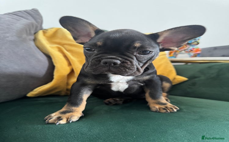 French Bulldog dogs - Advert 8