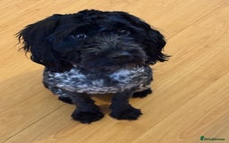 Sproodle dogs for sale: Sproodle  - Image 3