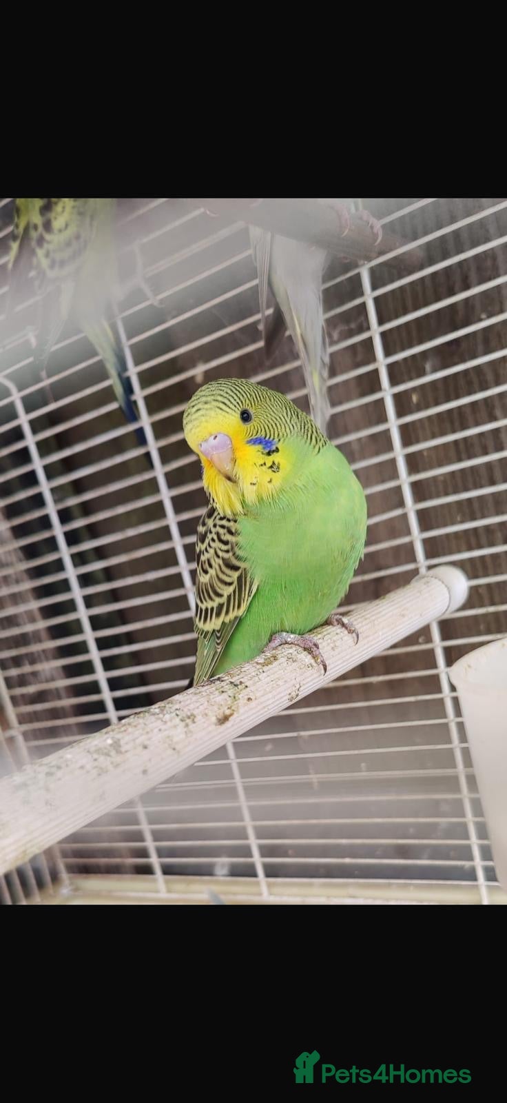 Budgerigars birds Baby budgies all bred in our aviary  - Advert 2