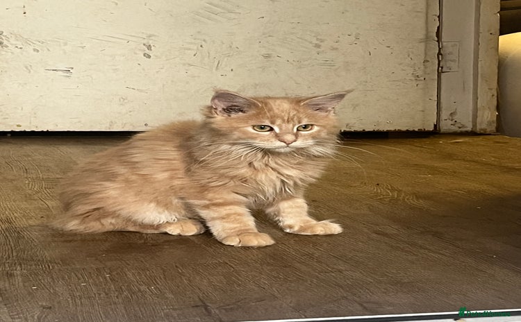 Maine Coon cats - Advert 12