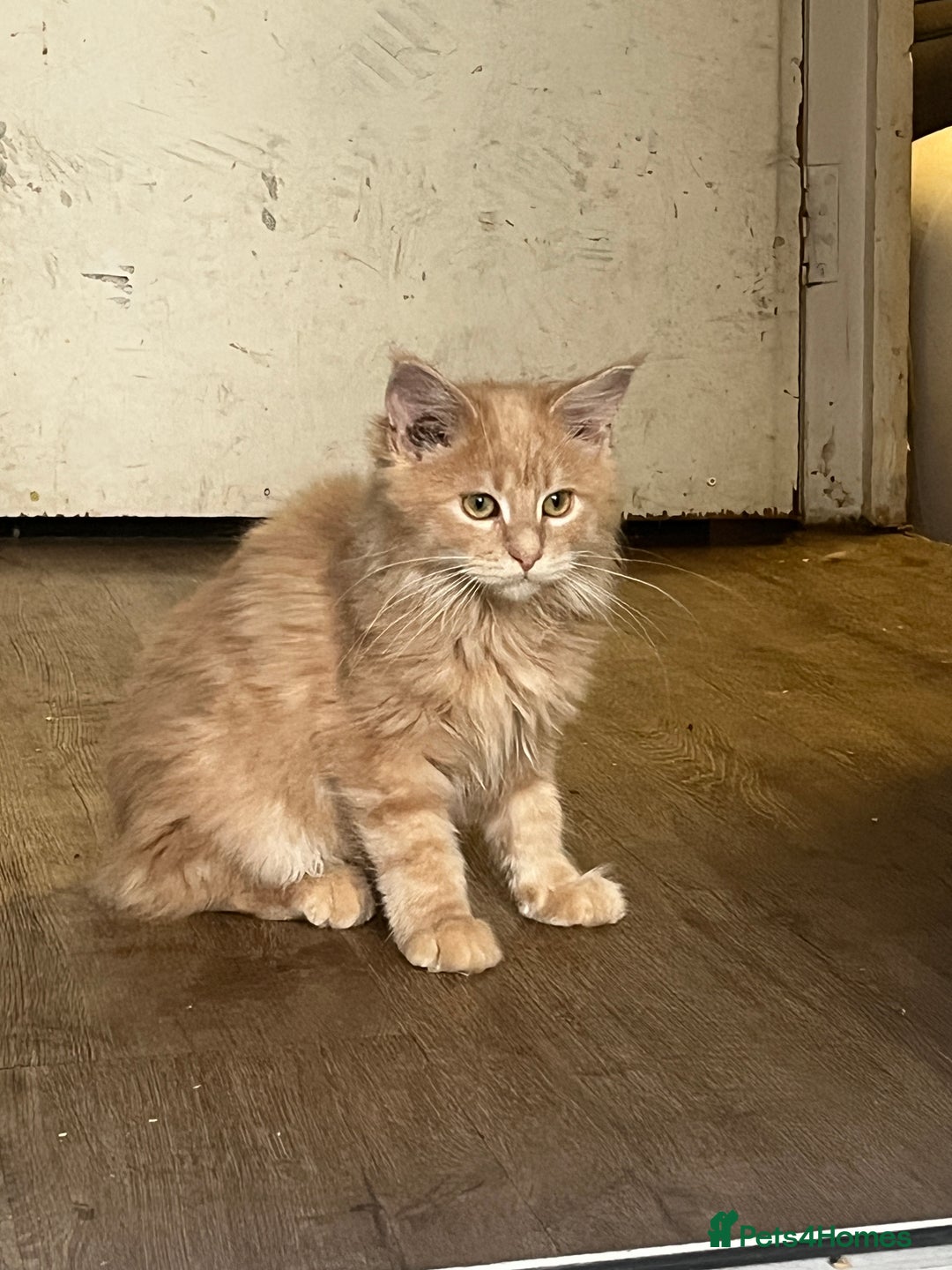 Maine Coon cats for sale: Last 2 boys left   - Image 1
