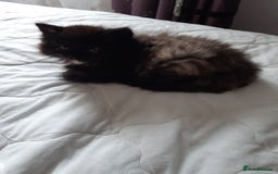 Ragdoll cats for sale: Ragdoll/Persian kittens - Image 3