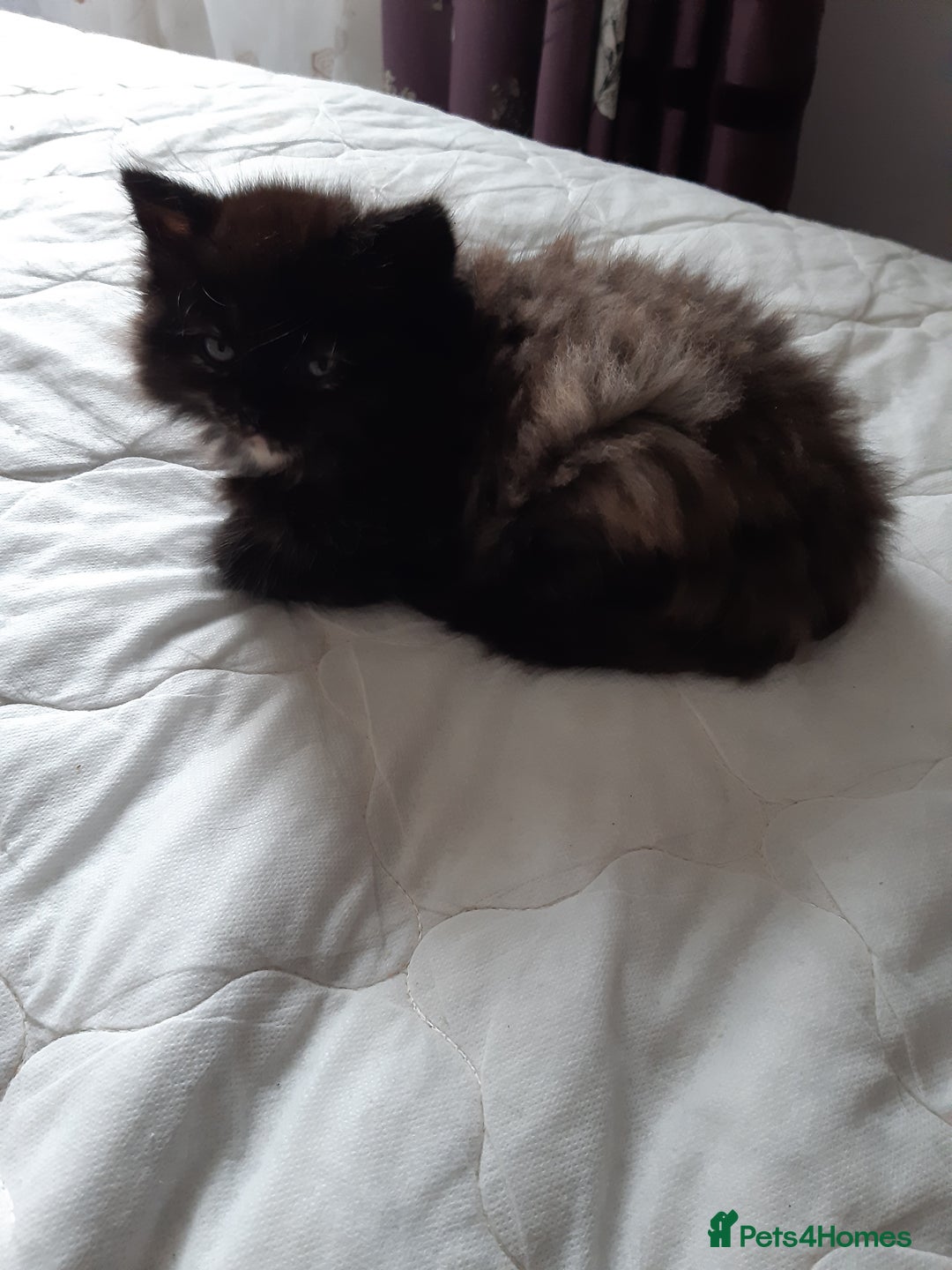 Ragdoll cats for sale: Ragdoll/Persian kittens - Image 3