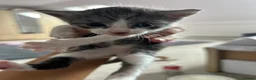 Maine Coon cats for sale:  Maine coone kittens (reduced) - Advert 29