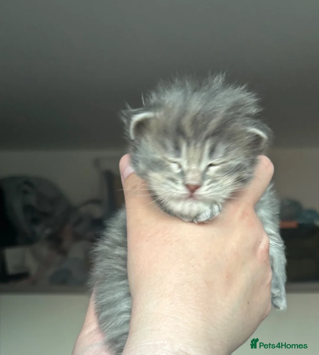 Maine Coon cats for sale: Gorgeous Maine coon male in Kenilworth - Advert 1