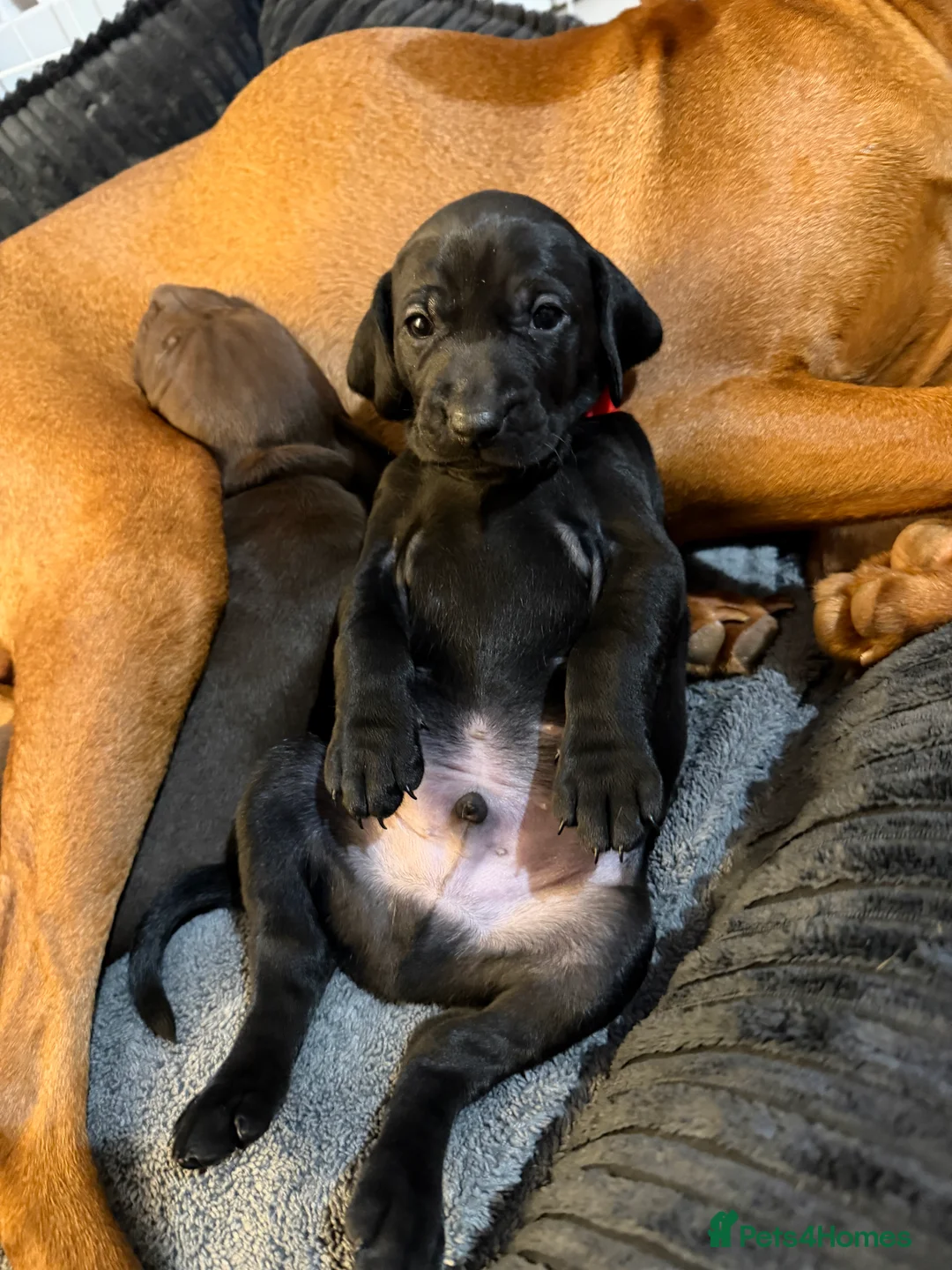 Mixed Breed dogs for sale: Vizmaraner puppies  - Advert 9
