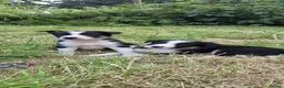 Border Collie dogs for sale: Border collie puppies  - Advert 9