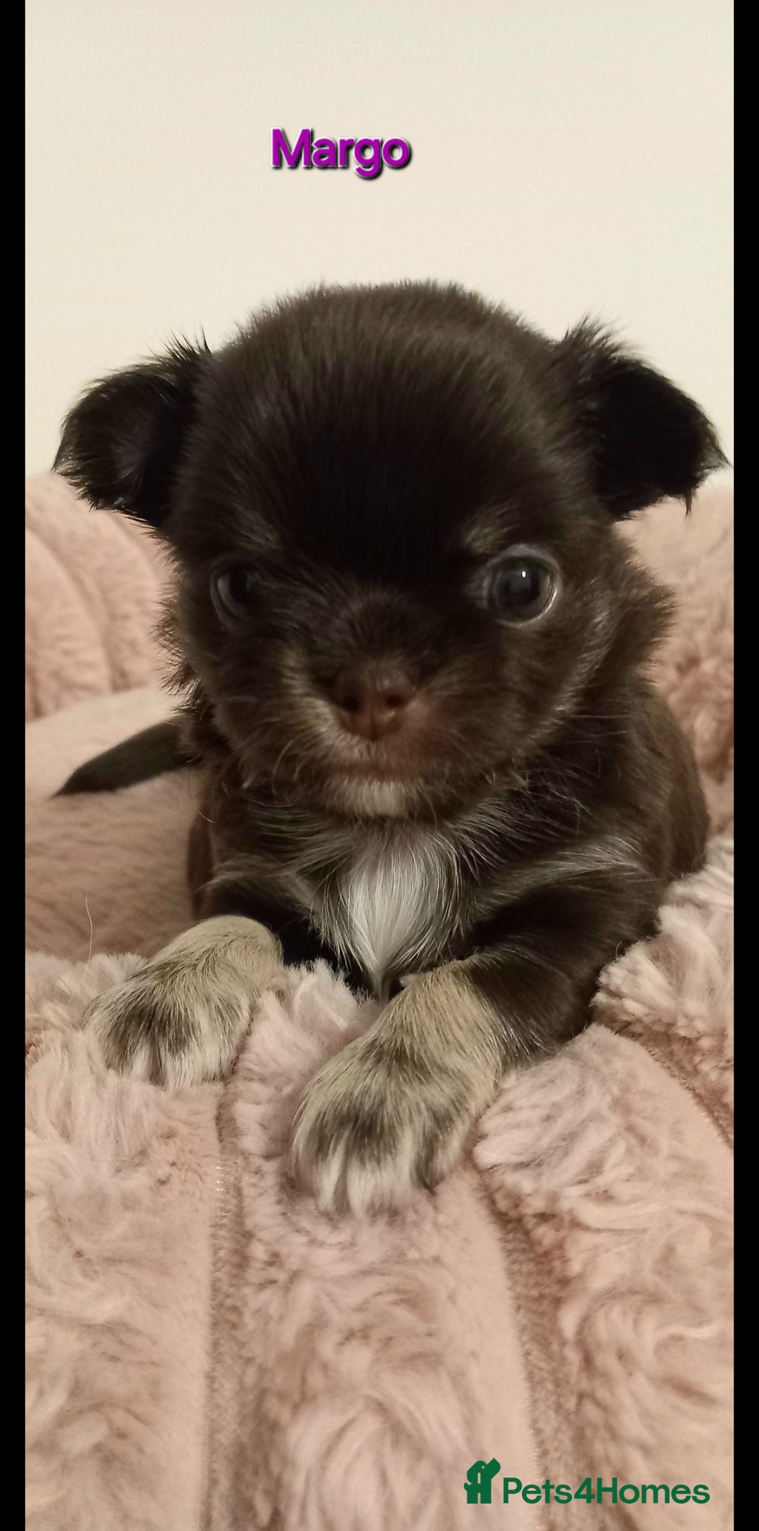 Chihuahua dogs for sale: ❤️‍🔥DNA tested parents❤️‍🔥LC 1Boys KC REG  - Advert 23