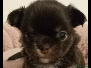 Chihuahua dogs Chihuahua Long-coat 1Girl🩷2Boys💙💙 - Advert 3