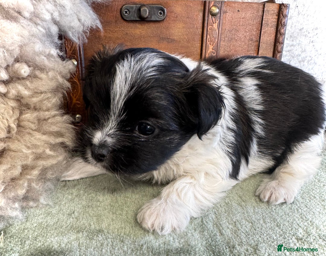 Maltese dogs for sale: Maltese x terrier - Advert 10