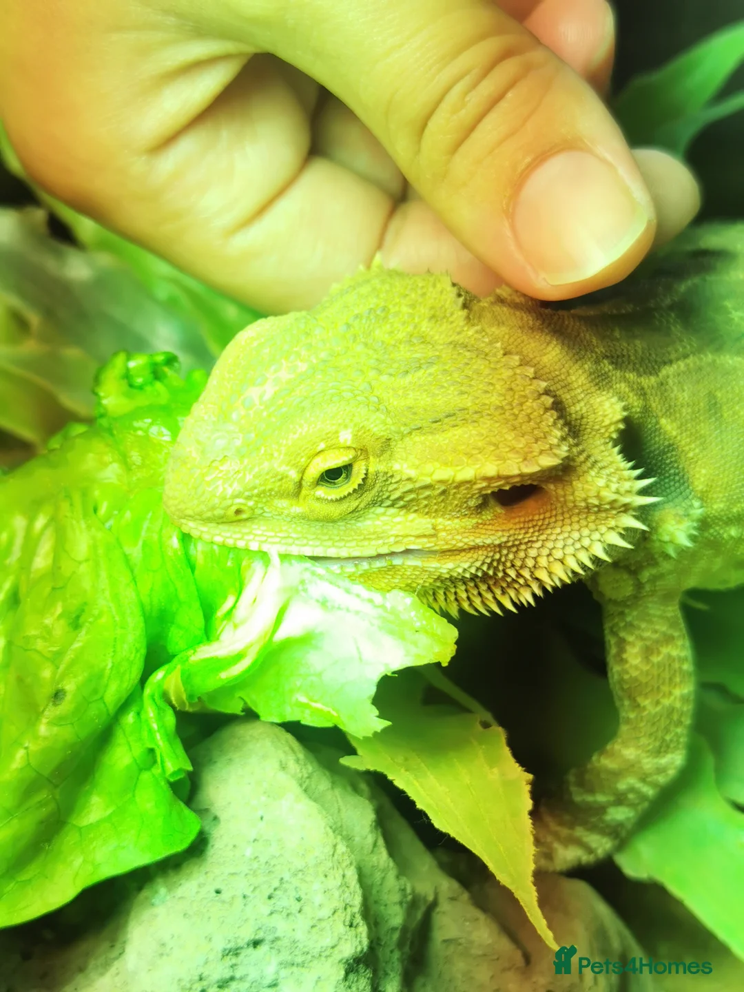 Bearded Dragon reptiles for sale: Bearded dragon + glass terrarium - Advert 2