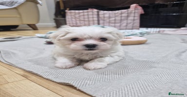 Maltese dogs - Advert 14