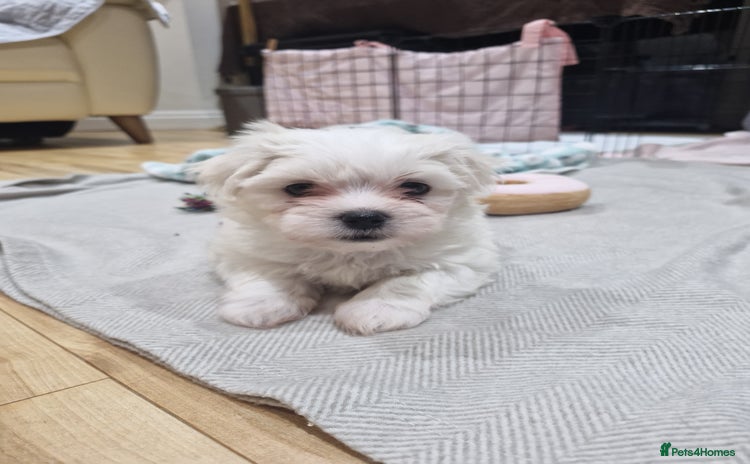 Maltese dogs - Advert 12