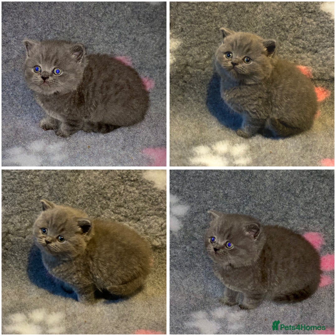 British Shorthair cats for sale: Gorgeous BSH kittens  - Advert 2