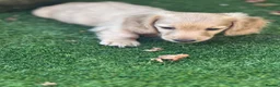Miniature Dachshund dogs for sale: REDUCED READY TO GO! Ziggy last boy Long haired  - Advert 12