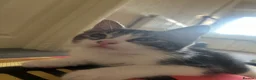 Mixed Breed cats for sale: Three beautiful Female Cats🐾 - Advert 7