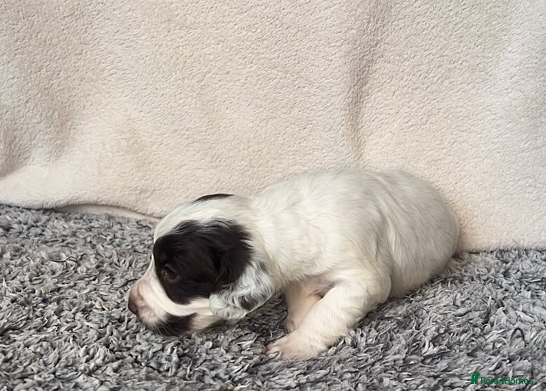Cocker Spaniel dogs for sale: ✨Beautiful Cocker Spaniel Puppies✨ - Advert 20