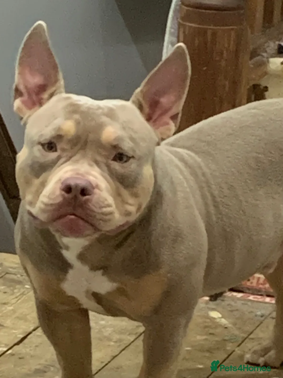 American Bully dogs for sale: 🏡 10-Month-Old Male Pocket Bully 🐾 in Lancaster - Advert 1