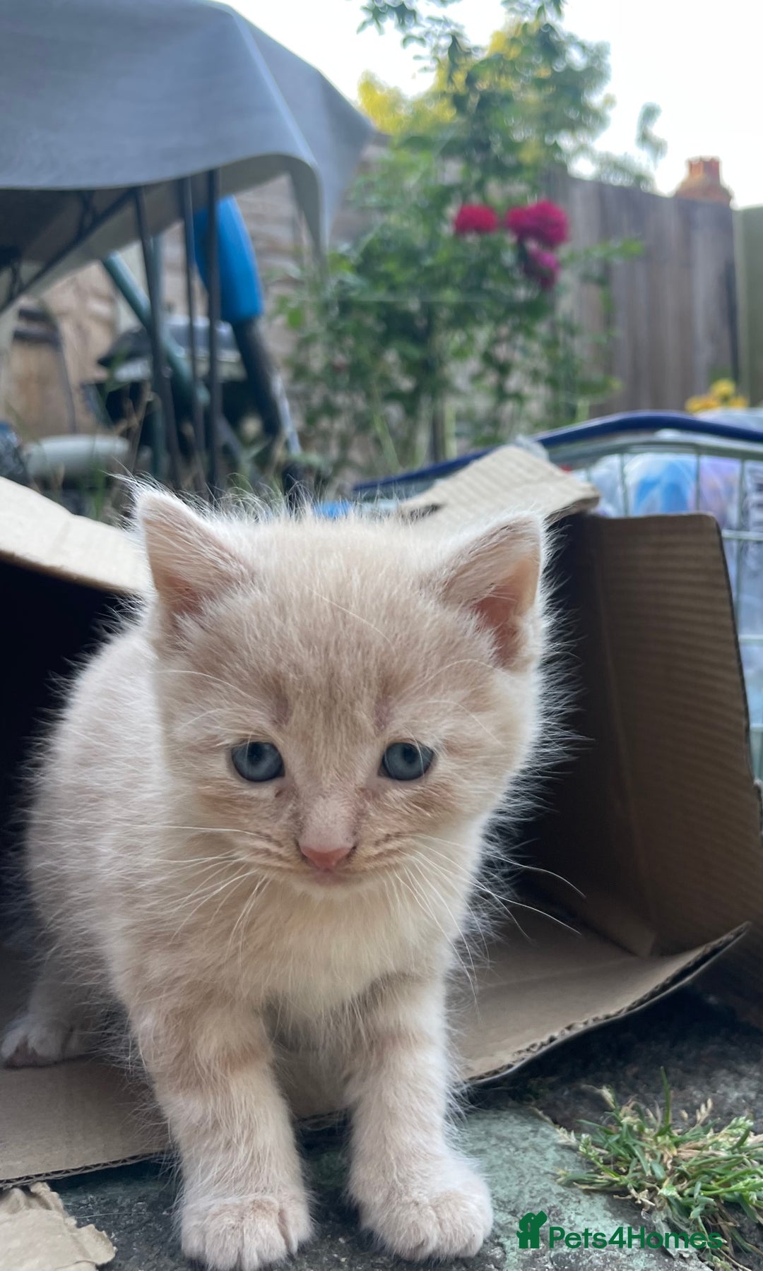 Mixed Breed cats for sale: Kittens for sale  - Image 37