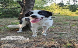 Mixed Breed dogs for adoption: Mecho, 1.5-2 yrs old. Available for adoption. - Image 22