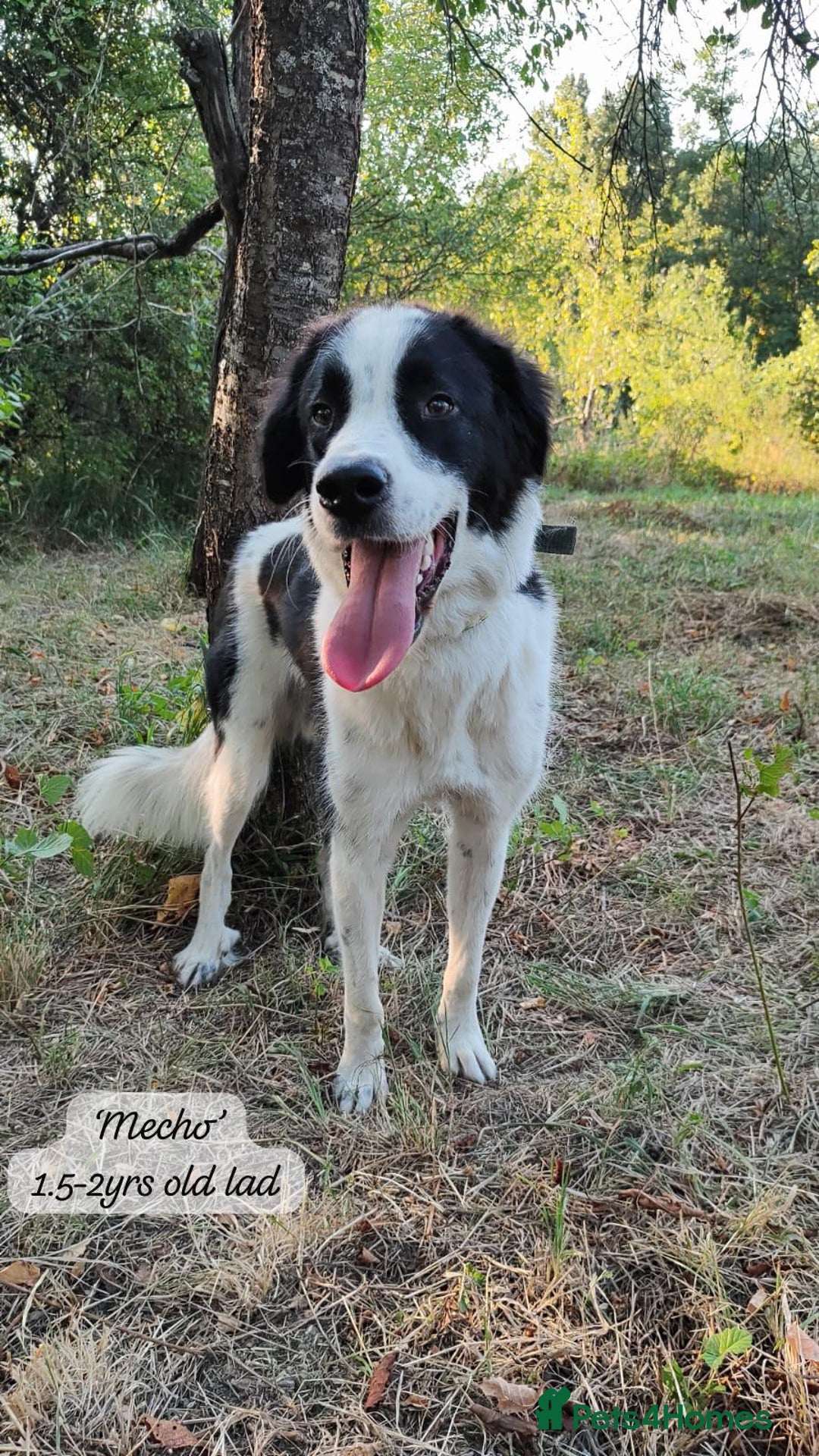 Mixed Breed dogs for adoption: Mecho, 1.5-2 yrs old. Available for adoption. - Image 22