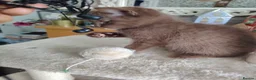 Mixed Breed cats for sale: Beautiful British short chocolate kitten.  - Advert 5