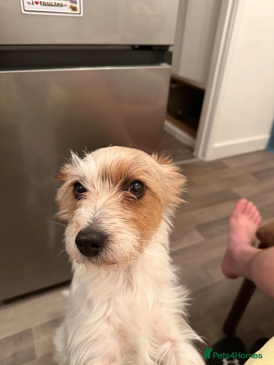 Jack Russell dogs for sale: Jack Russell  - Advert 12