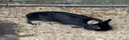 Netherland Dwarf rabbits for sale: 3 male Netherland Dwarfs. 11 weeks old.  - Advert 8
