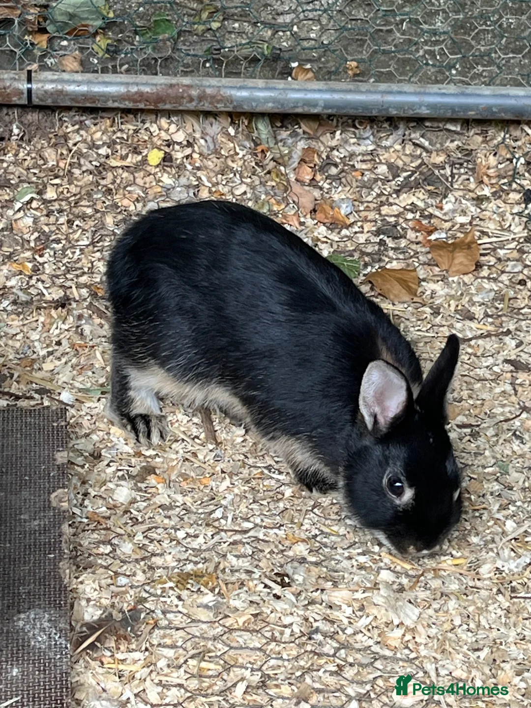 Netherland Dwarf rabbits for sale: 3 male Netherland Dwarfs. 11 weeks old.  - Advert 8
