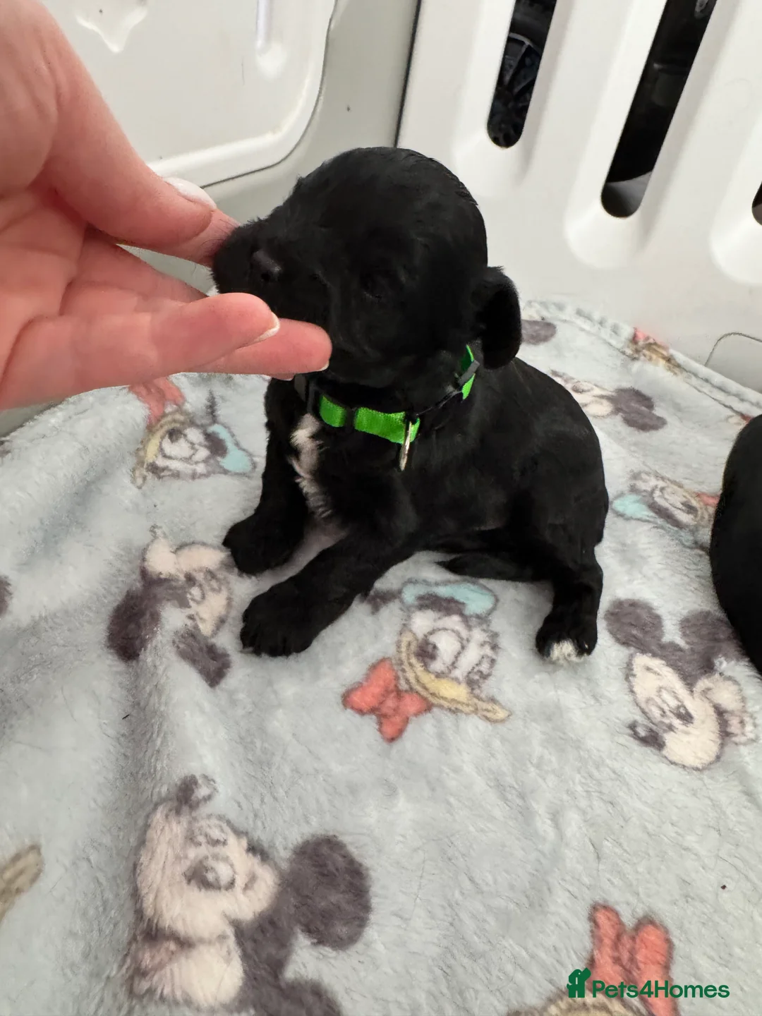 Cavapoo dogs for sale: A stunning litter of 7 little Cavapoo’s - Advert 4