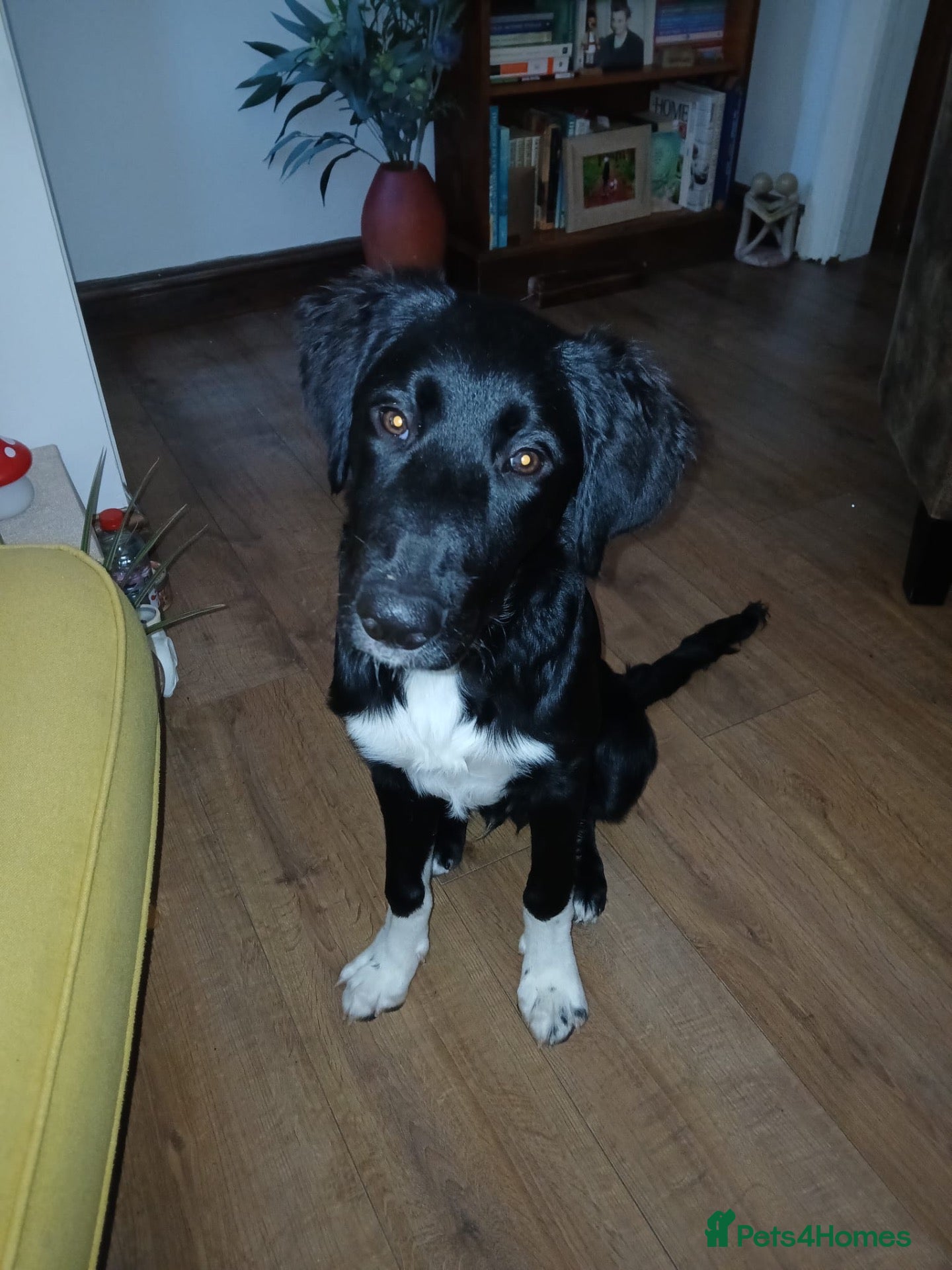 Mixed Breed dogs for sale: 6 Month Old Shollie - Advert 1