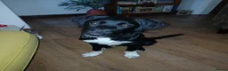 Mixed Breed dogs for sale: 6 Month Old Shollie in Liverpool - Advert 1