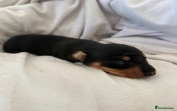 Dachshund dogs for sale: Litter of standard Dachshund  - Image 32