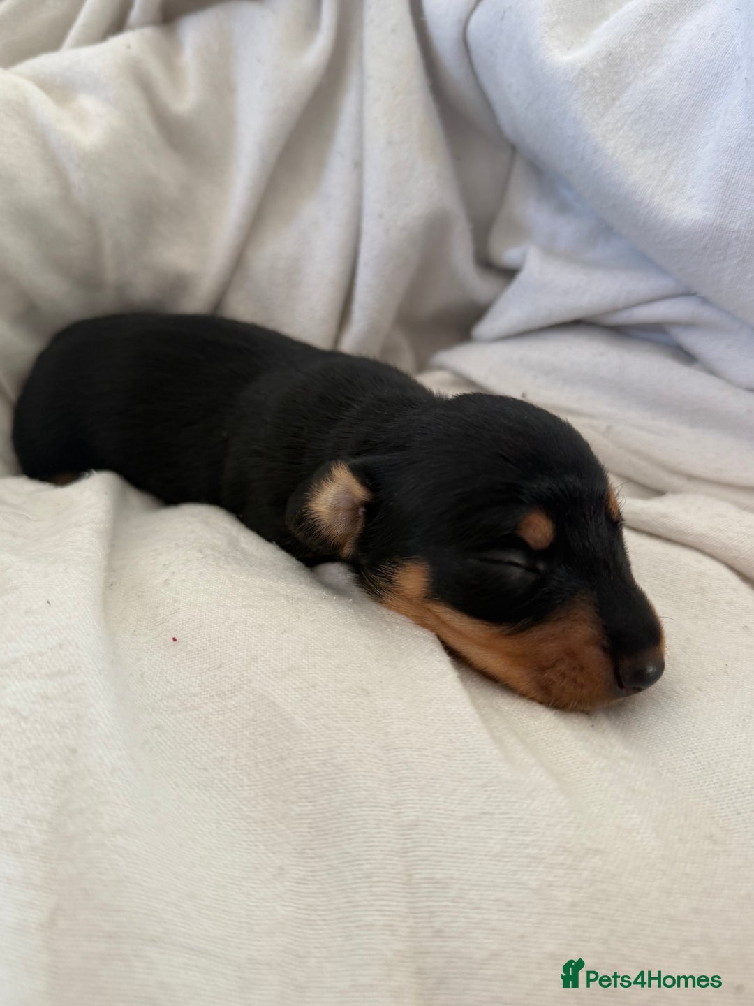 Dachshund dogs for sale: Litter of standard Dachshund  - Image 32