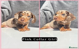 Miniature Dachshund dogs for sale: Ready to leave in 2 weeks - 7 miniature dachshunds - Image 2
