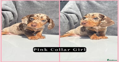 Miniature Dachshund dogs - Advert 8